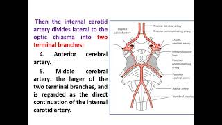 Blood supply of the brain part I [upl. by Lightman]