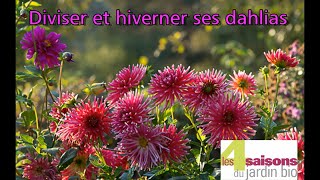 Diviser et hiverner ses dahlias  Les 4 Saisons du jardin bio [upl. by Dolph]