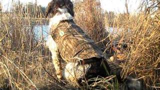 Springer Spaniel likes birds [upl. by Xxam370]