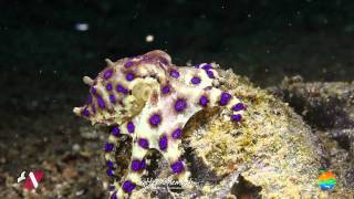 Muck Diving in Lembeh Strait Episode 8 [upl. by Jollanta]