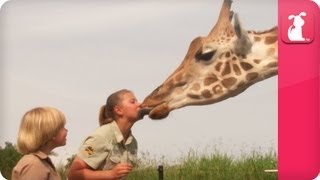 Bindi amp Robert Irwin feature  Giraffes Rosie and Forest  Growing Up Wild [upl. by Dustin]