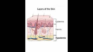 Layers Of The Skin  Epidermis  Dermis  Hypodermis skin dermatology dermatologist [upl. by Kcira720]