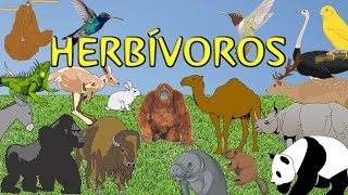 Animales herbívoros para niños [upl. by Pricilla]