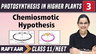 Photosynthesis in Higher Plants 03  Chemiosmotic Hypothesis  Class11NEET  RAFTAAR [upl. by Ahsenit]