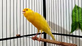 Canary Bird Singing  Timbrado canary singing beautiful melodic songs for training and listening [upl. by Niak]