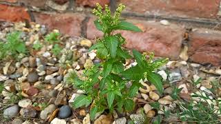 Annual Mercury Unveiled A CloseUp Look at this Intriguing Plant [upl. by Sheng195]