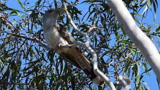 Channel billed Cuckoo 16102023 [upl. by Maury]