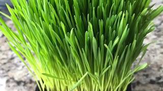 How I Make Wheatgrass Juice [upl. by Tram]