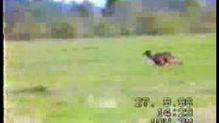 Irish Setter Trials 1996 [upl. by Tdnarb]