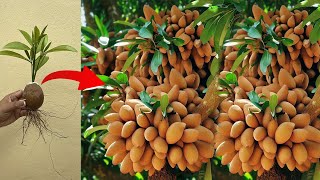 An easy way to grow a sapodilla tree from sapodilla fruit that you can try for yourself [upl. by Netti]