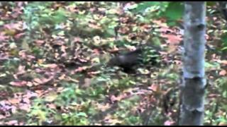 Honey Badger Narrates The Disgusting and Creepyass Fisher Cat [upl. by Assirrak]