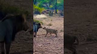 Wildlife Moments Male Lion and Cub Greeting [upl. by Lenssen791]