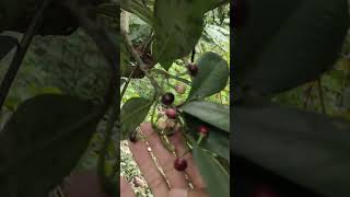 Buah lempeniArdisia dapat diperbanyak dengan biji buah herbal [upl. by Rhynd]