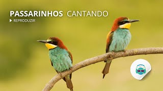 🔴 Passarinhos cantando  Durma mais rápido com pássaros cantando [upl. by Htebsle957]