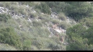 Caza de arruí en VélezBlanco Almería [upl. by Etam]