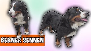 IK WIL EEN BERNER SENNEN  DierenpraatTV [upl. by Daron15]