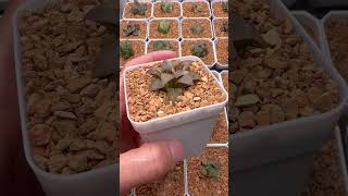 Haworthia Atrofusca Variegated plants haworthia succulentas [upl. by Gredel]