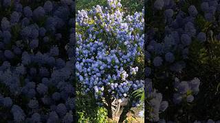 Ceanothus English garden [upl. by Mcculloch463]