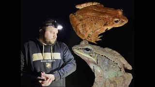 Breeding Grounds Wood Frogs in Western PA [upl. by Steel]