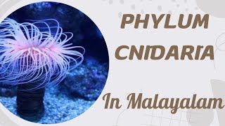 PHYLUM COELENTRATA CNIDARIA  GENERAL CHARACTER  MALAYALAM [upl. by Rivalee]