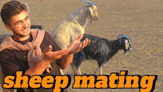 KOYUN ÇİFTLEŞMESİ sheep mating [upl. by Dorman]