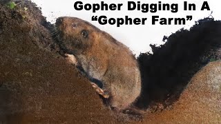 Watch a Gopher dig tunnels in the quotGopher Farmquot Live Trapping Gophers  Mousetrap Monday [upl. by Anohs553]