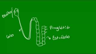 Classe Cestoda dos Platelmintos  Zoologia  Biologia [upl. by Pierrette]