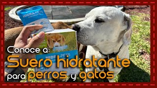 ¡Recarga las energías de tus mascotas electrolitos para perros y gatos [upl. by Doley837]