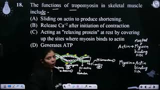 The functions of tropomyosin in skeletal muscle include [upl. by Cowley]