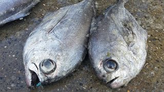 BRAMA BRAMA fish  Amazing ATLANTIC Pomfret cleaning instructions [upl. by Errol]