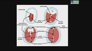 Embrião Trilaminar Características Gerais [upl. by Teeter115]