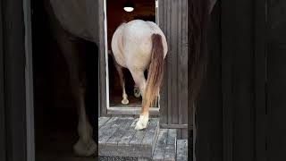 How did the horse get into the house  drafthorses horse draftcross viralvideo [upl. by Odey]