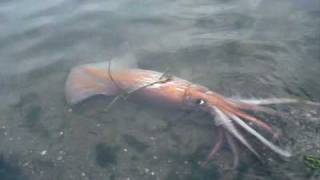 Winky the Humboldt Squid Part 3 [upl. by Kiele]