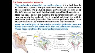 Anatomy of the Cerebellum Basic amp clinical part 2 [upl. by Haikezeh]