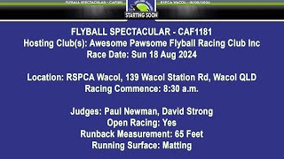 Flyball Spectacular  CAF1181 [upl. by Rfinnej]