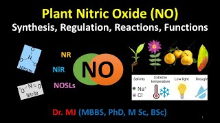 Plant Nitric Oxide NO Synthesis Regulation Reactions Functions Location organelles pathways [upl. by Annayrb]