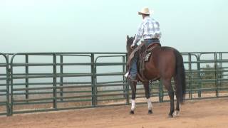 Clinton Anderson Foal Training  Downunder Horsemanship [upl. by Kra]