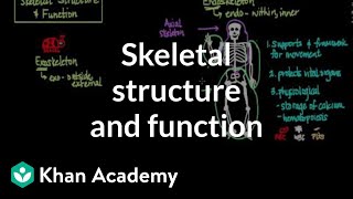 Skeletal structure and function  Muscularskeletal system physiology  NCLEXRN  Khan Academy [upl. by Wenonah]