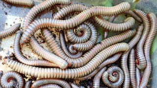 Lets Hunting 36 Giant Millipedes In The Morning With Me Today millipedes wormszone insects [upl. by Lundeen732]