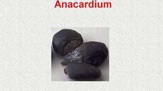 ANACARDIUM  ΑΝΤΙΜΕΤΩΠΙΣΗ ΟΞΕΩΝ ΚΑΤΑΣΤΑΣΕΩΝ ΜΕ ΟΜΟΙΟΠΑΘΗΤΙΚΗ [upl. by Etnad542]