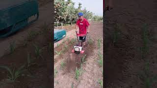 Rotary tillage weeding and furrowing [upl. by Nylarad]