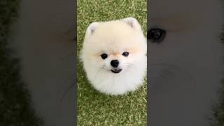 Best Pomeranian Dog in India  Pomeranian dog online order keise kare viral dog ytshorts shorts [upl. by Jordain701]