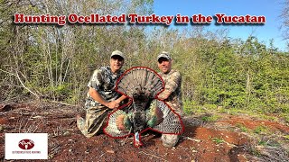 Hunting Ocellated Turkey in Yucatan Single Season World Slam Complete [upl. by Januisz]