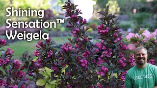 Shining Sensation™ Weigela  Weigela florida Shining Sensation [upl. by Airahcaz800]