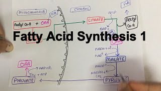 Fatty Acid SynthesisPart 1 [upl. by Reiner]