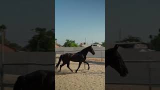 Majestic Black Horse Running in a Circle  Stunning Equestrian Beauty [upl. by Jobina631]