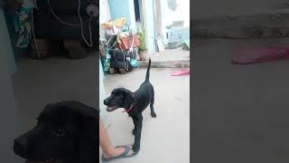 Agni🐶🐶shortsviral video [upl. by Recneps749]