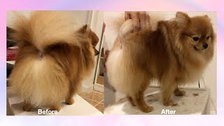 How to Groom a pomeranian dogs tails stepbystep [upl. by Maltz]