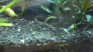 Apistogramma agassizii double red breeding behavior [upl. by Ahsieken]