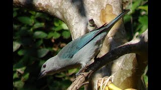 Pássaros LIVRES na Natureza  Imperdível [upl. by Bergman]